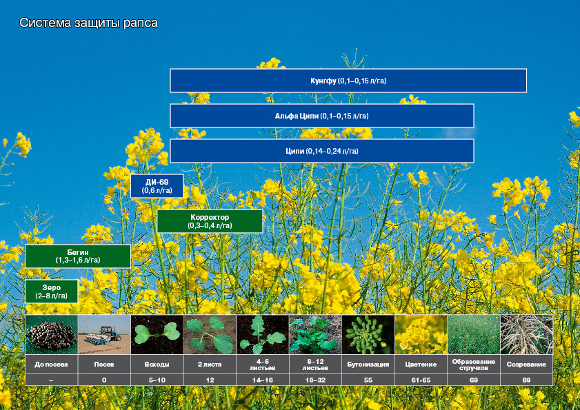 Схема защиты рапса ярового