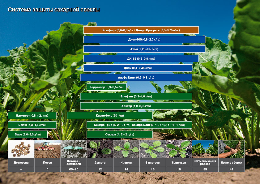 Схема защиты столовой свеклы
